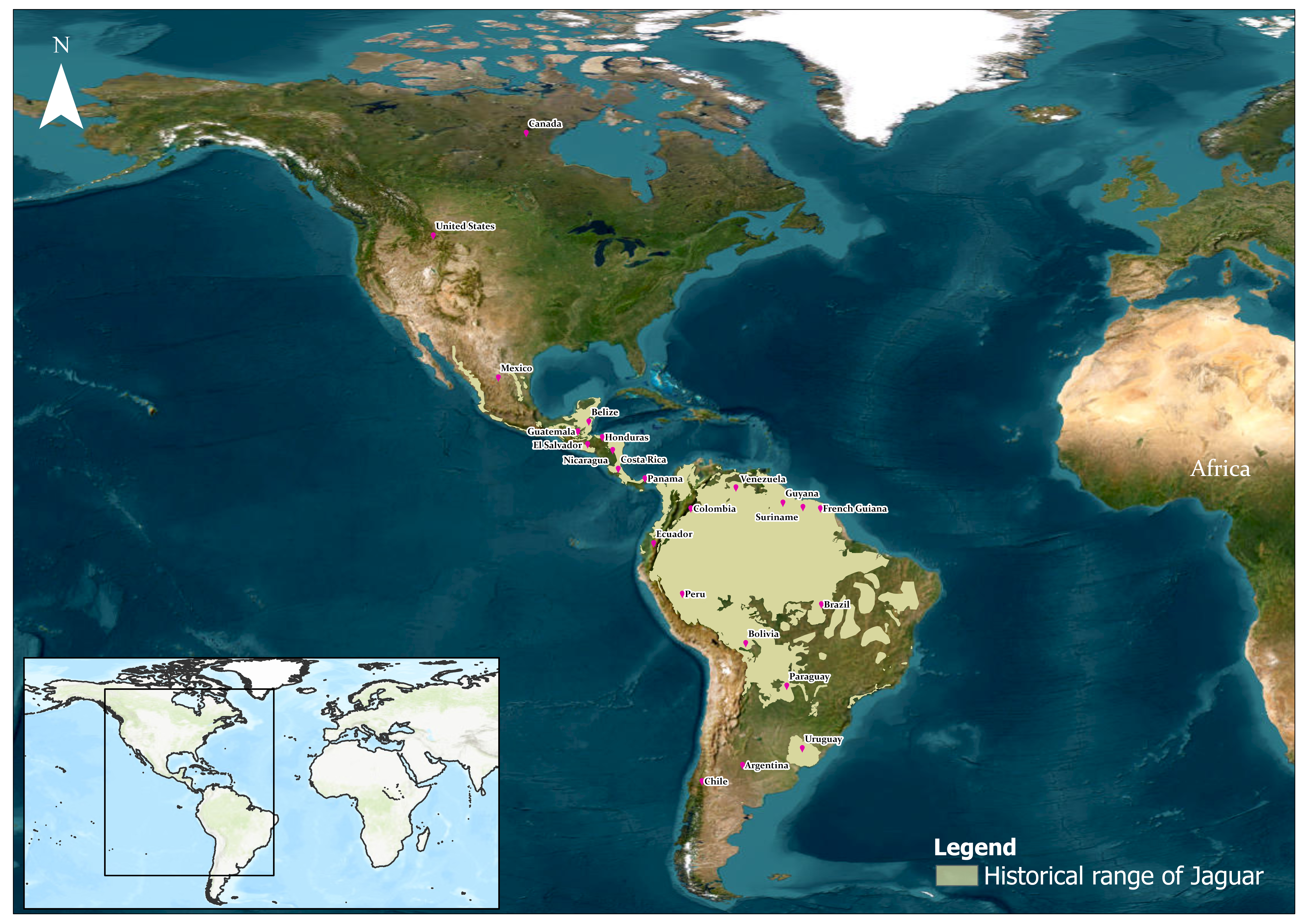 Historical Distribution of Pumas